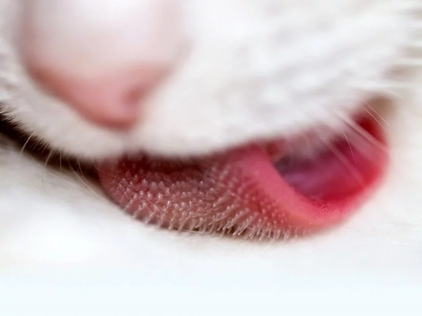 jh8ffg.webp