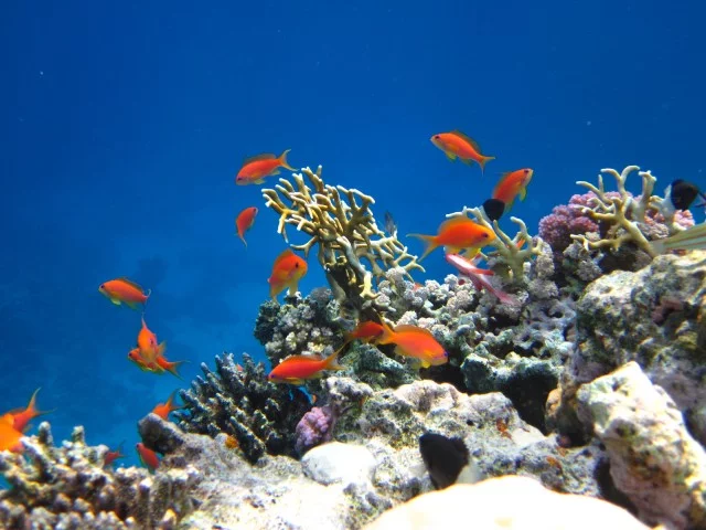jhae9a.webp