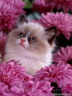 jhe6ca.gif