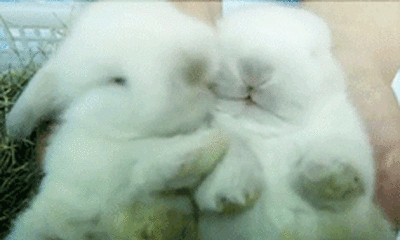 jhjg8h.gif
