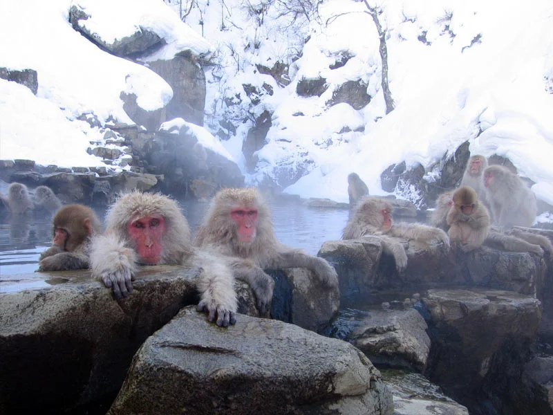 Jigokudani_hotspring_in_Nagano_Japan_001.webp