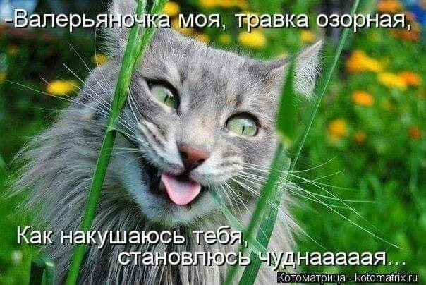 jj4abf.webp