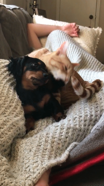 jjbdc7.gif