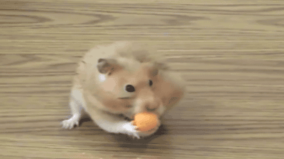 jjda9h.gif
