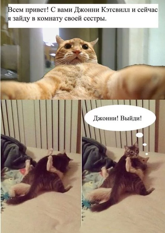 joncatsvil_01.webp