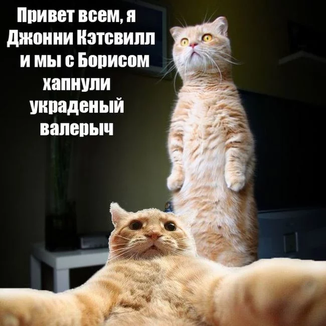 joncatsvil_29.webp