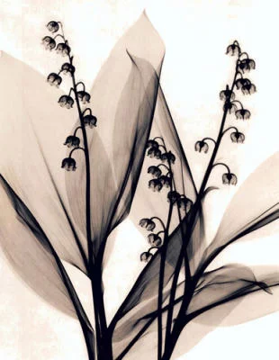 Judith-McMillan-Lily-of-the-Valley-157664.webp