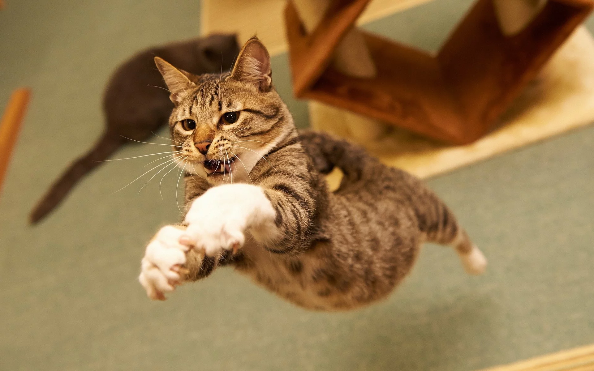 jumping-mid-air-cat.webp