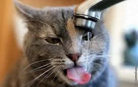 jXISP5qSw76gcyEsuqrlrFm6IOuY_lFiN3oLR50yJJLwdxWmFw.webp