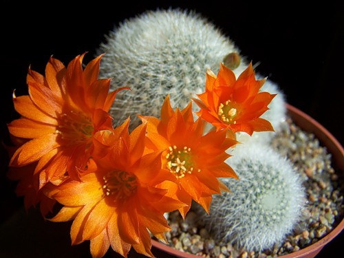 kaktus-cvet.jpg