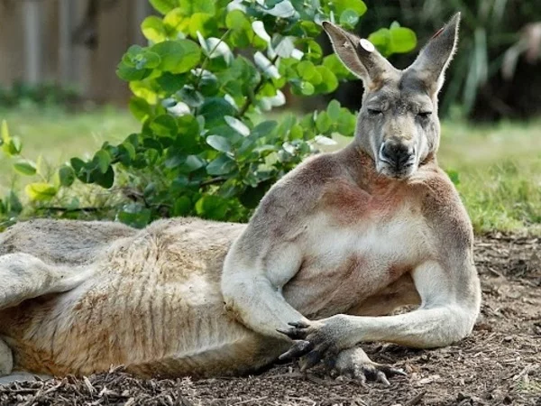 kangaroo-bicep.webp