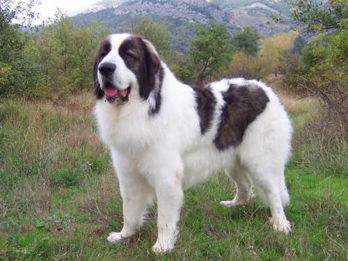karakachan_sheepdog_01.jpg