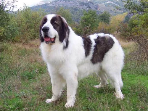 karakachan_sheepdog_01.webp