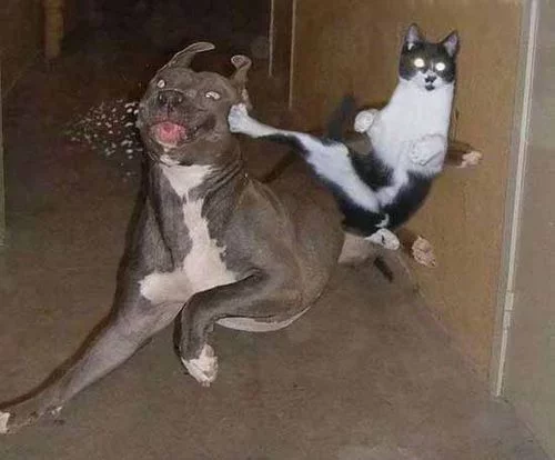 karate.webp