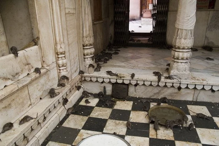 karni-mata-temple-6.webp