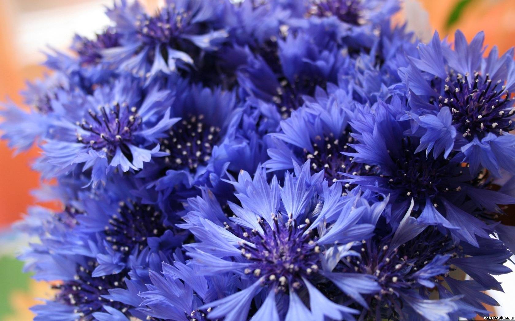 kartinki24_flowers_0029.jpg