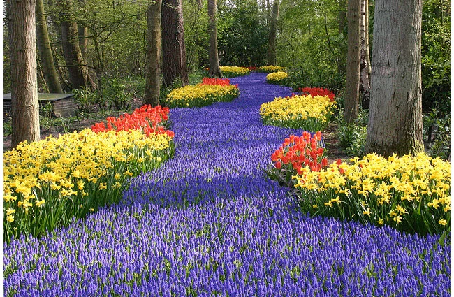 Keukenhof_Lisse1.webp