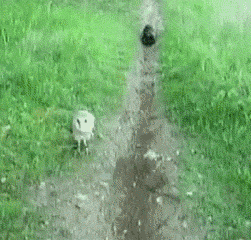 KG8ZuDm.gif