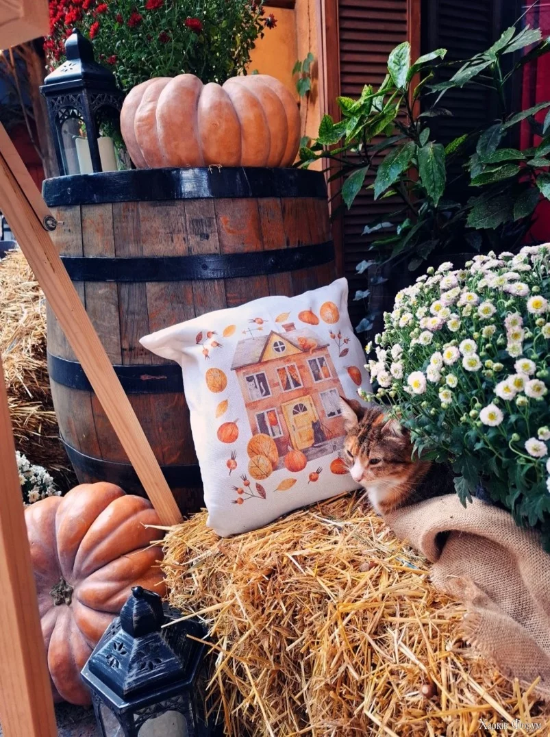 кішка хеловінська 24.jpg