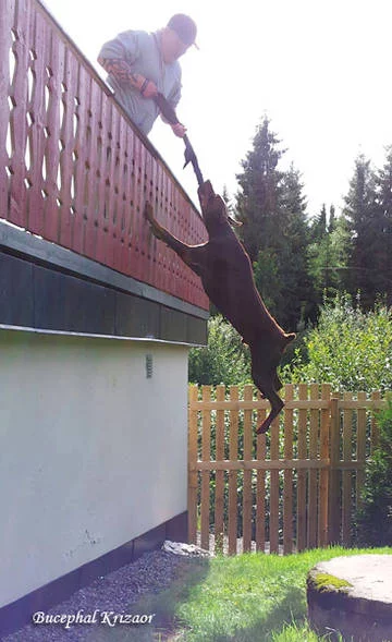 kHLVT.webp