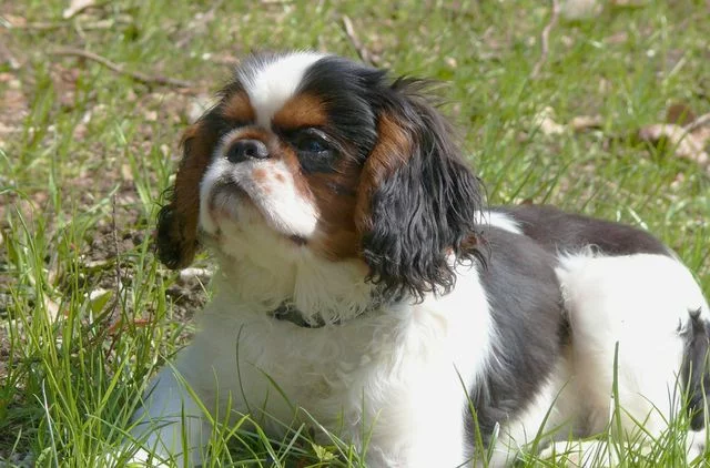 king-charlz-spaniel-002.webp