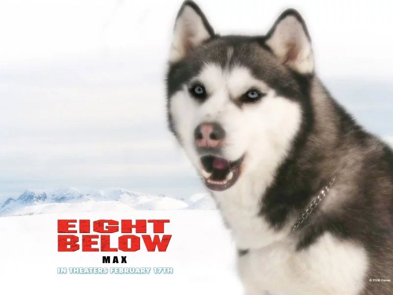 kinopoisk.ru-Eight-Below-371394--w--800.webp
