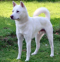 kishu_7.webp