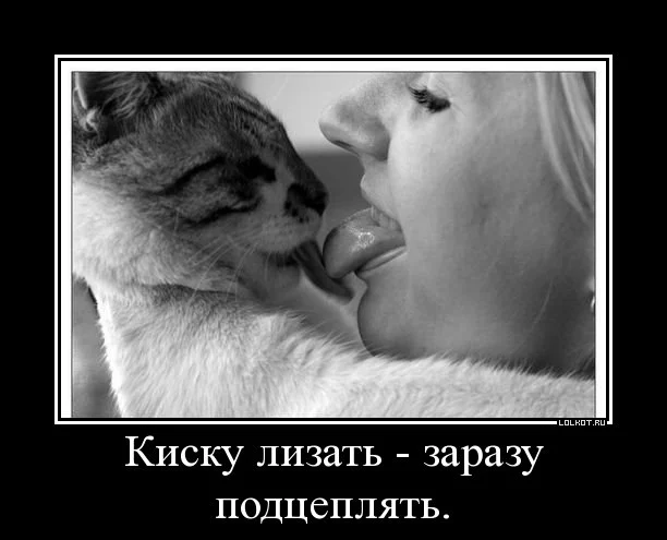 kisku-lizat_1329491109.webp