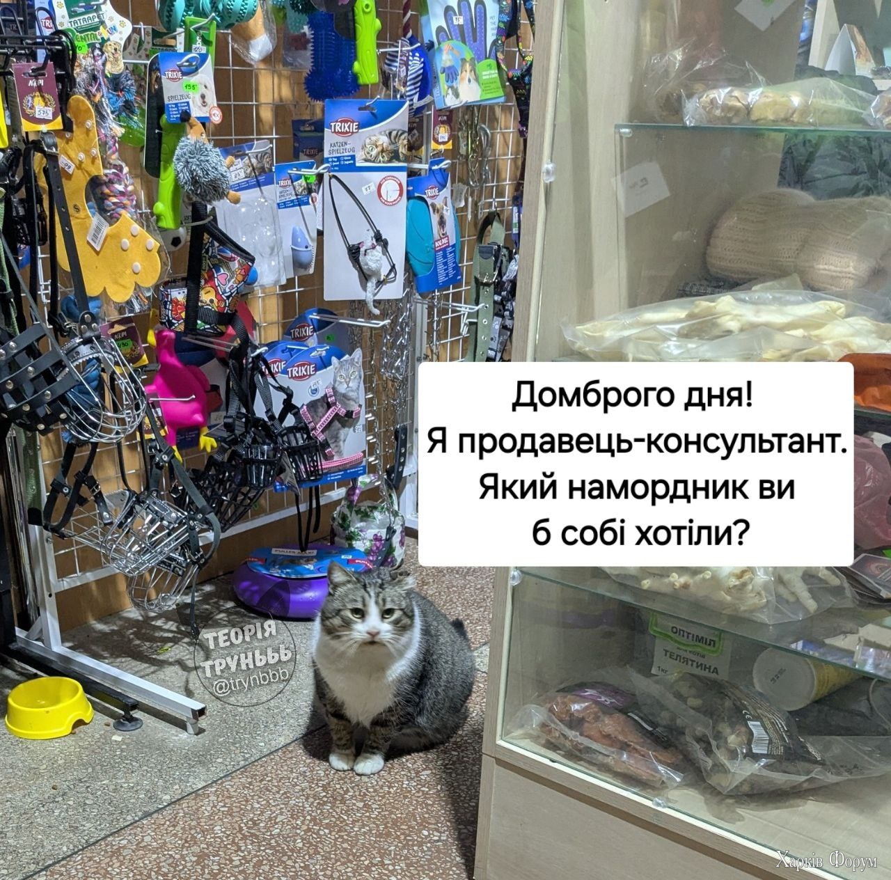 кіт консультант.jpg