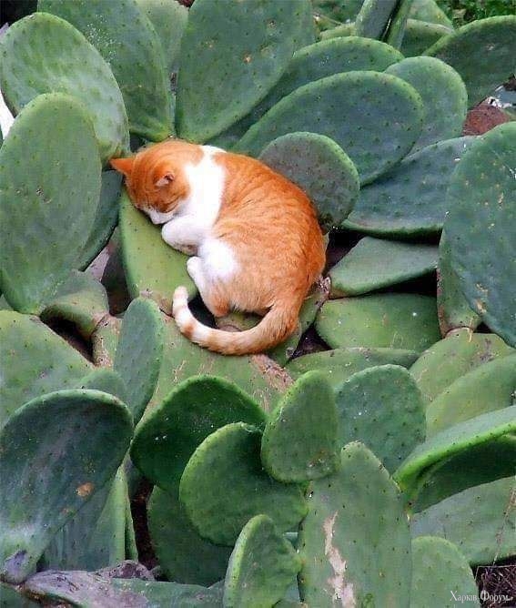 кіт на суккулентах.jpg