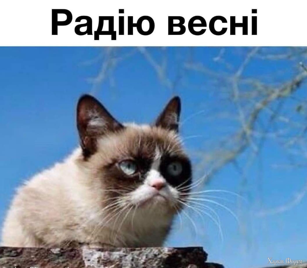 кіт_радію весні_.jpg