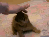 kitten.gif