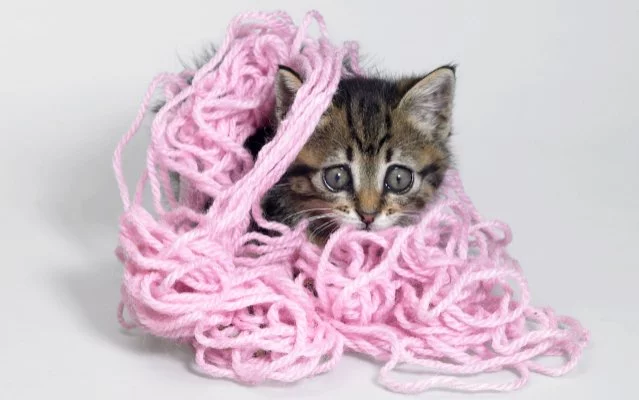 kitten-tangled-640x509.webp
