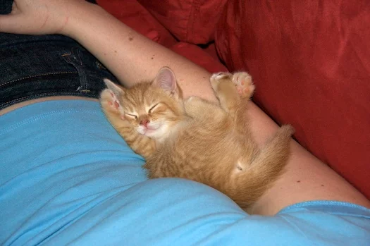 kitten_tired.webp