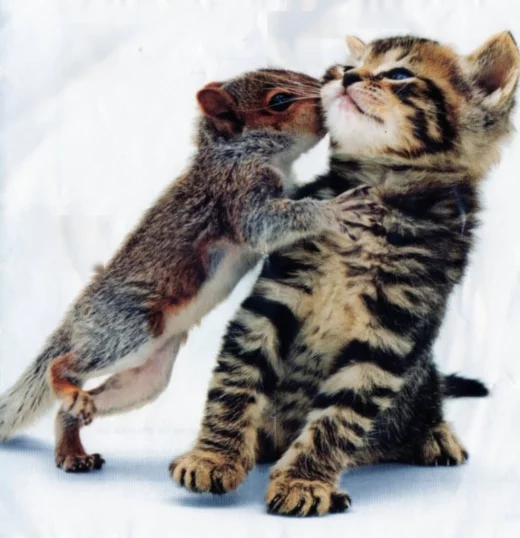 kitty-and-squirrel-01.webp