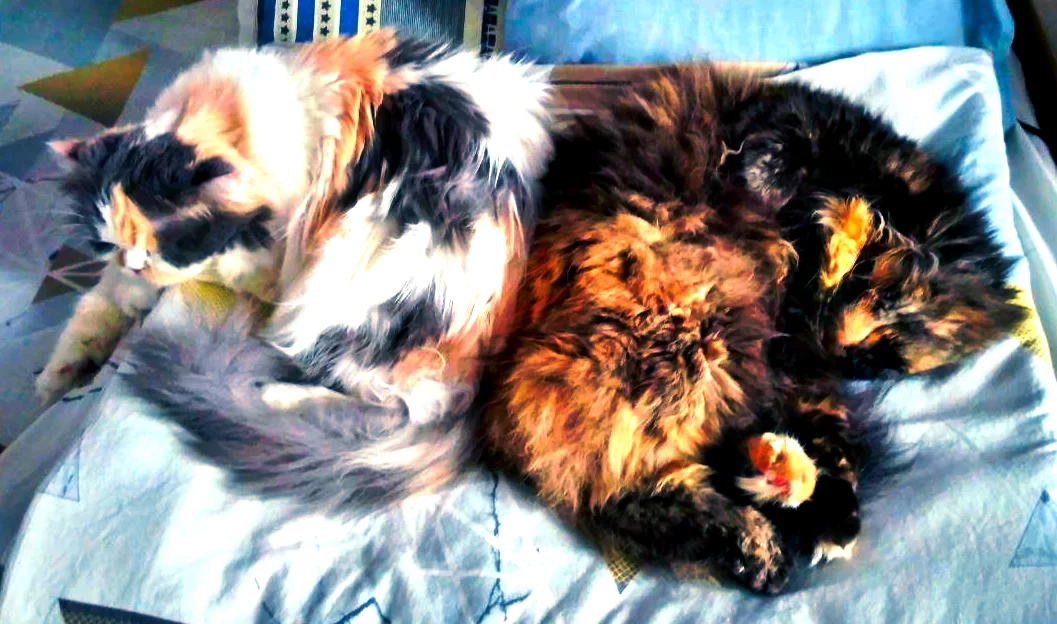 Kitty.webp