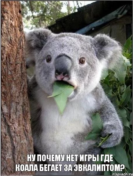 koala_8930521_orig_.webp