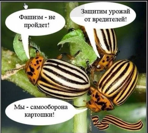 koloradi.webp