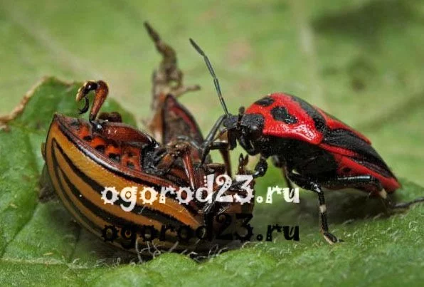 KolorZHukNasek.webp