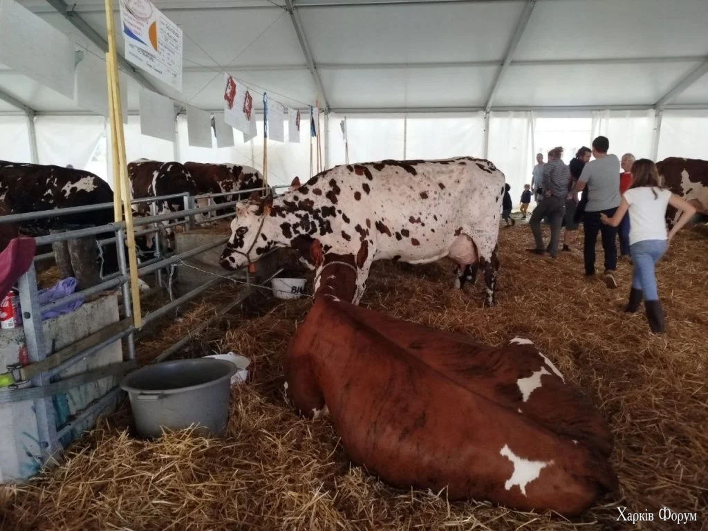 корова корови 