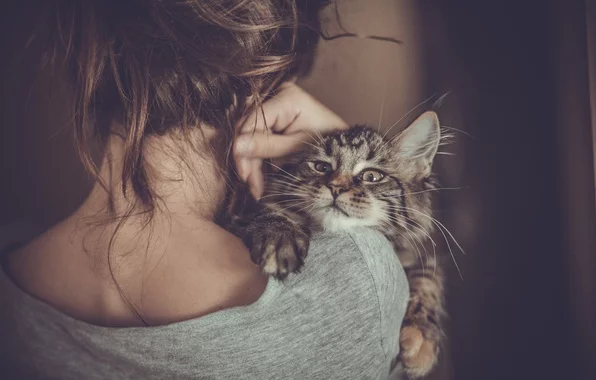 koshka-kotenok-kot-meynkun.webp
