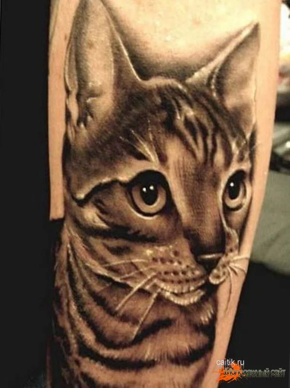 koshka-tatu7.webp