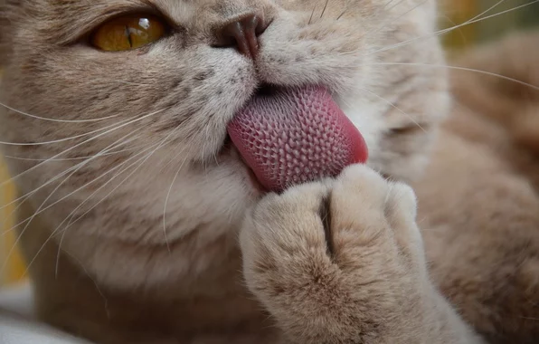 koshka-yazyk-moetsya-lapa-kote.webp