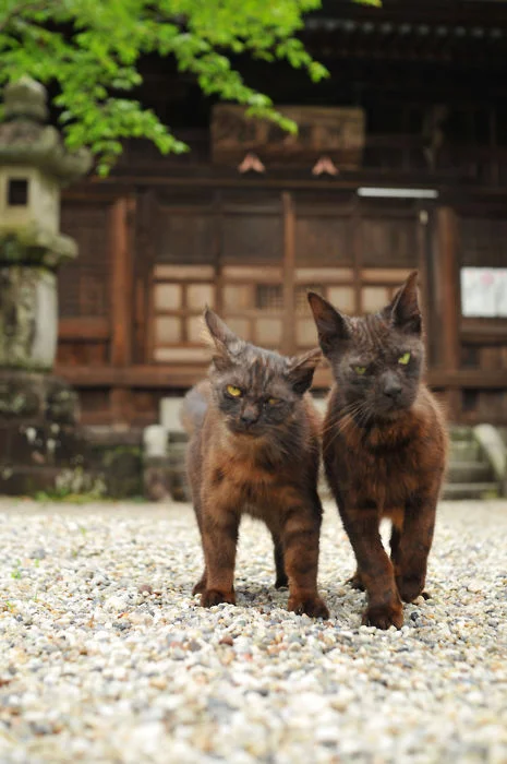 Koshki_13.webp