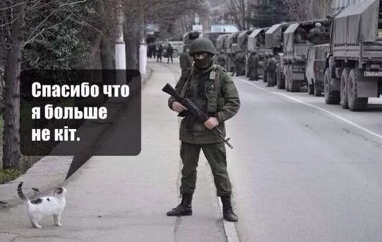 kot.1394187142.webp