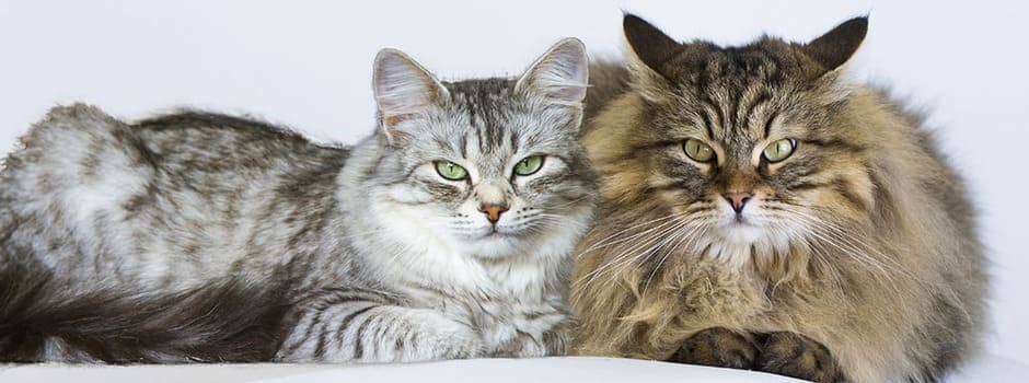 kot-ili-koshka-header%20smaller_0.jpg