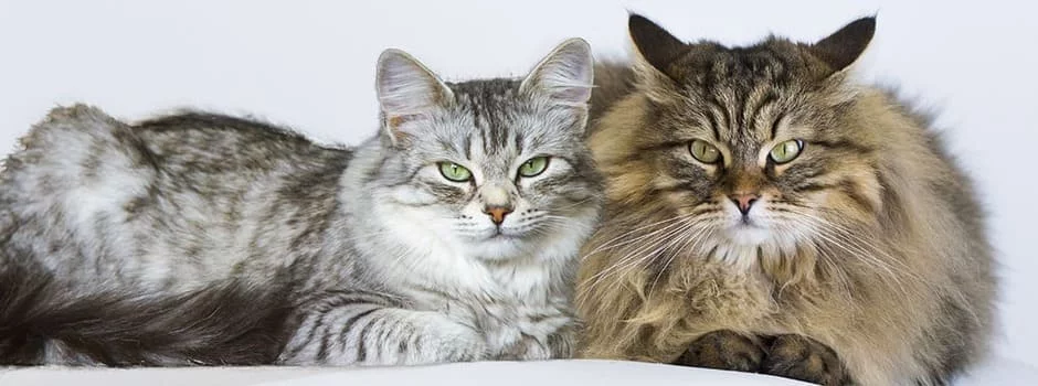 kot-ili-koshka-header%20smaller_0.webp