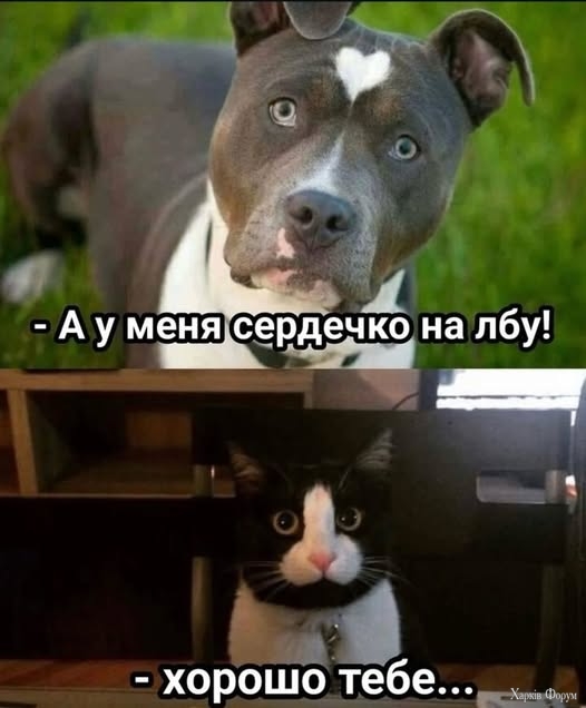 Кот.jpg