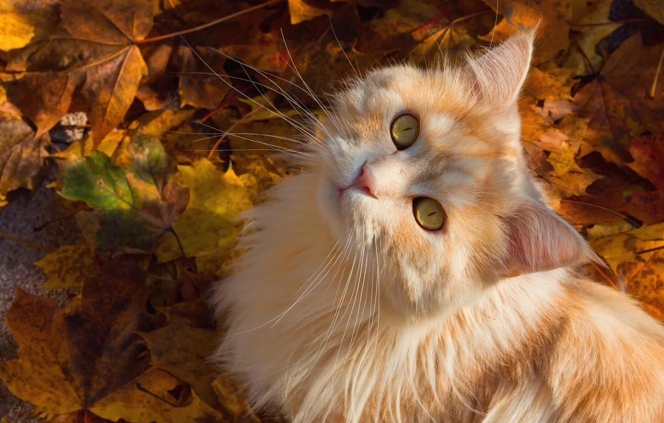 -kot-koshka-pushistaia-mordochka-usy-vzgliad-listi.webp