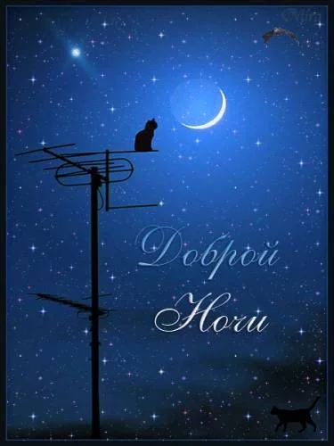 Kot-Noch-Luna.webp